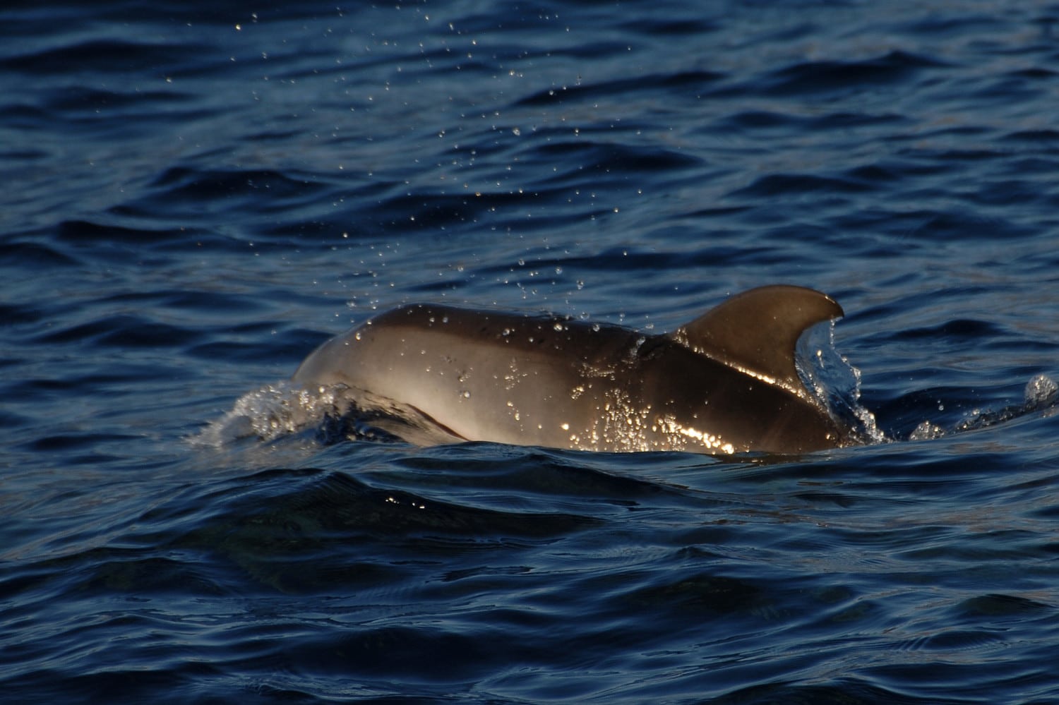 Grosse Tümmler GOMERA VIVE