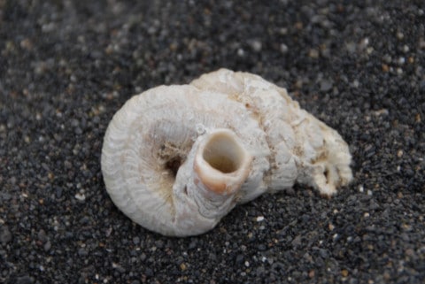 041 Wurmschnecke Vermetus2 GOMERA VIVE