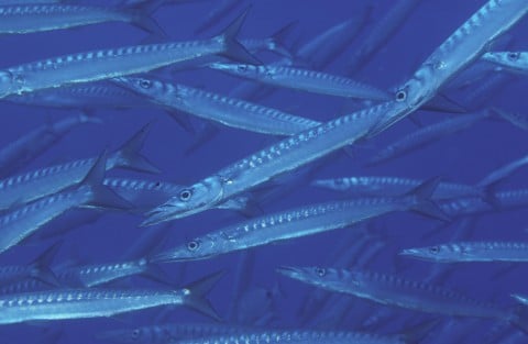 Barracudas