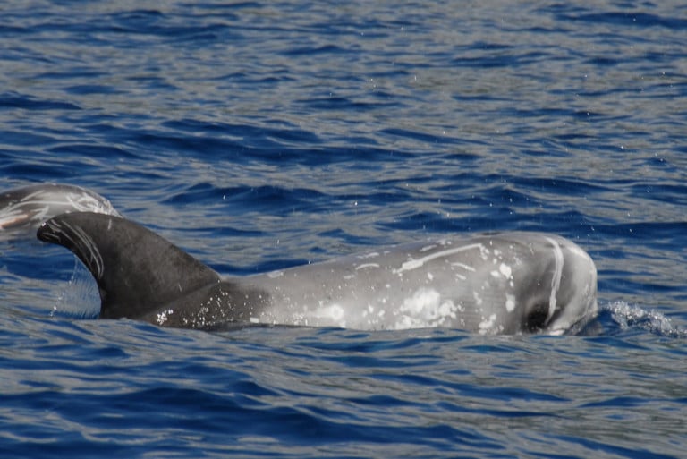 Rundkopfdelfin GOMERA VIVE